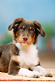 PUP 15 PE0007 01
Close-Up Of Australian Shepherd Puppy Laying On Mat