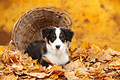PUP 15 PE0011 01
Australian Shepherd Puppy Laying By Tipped Basket In Autumn Leaves