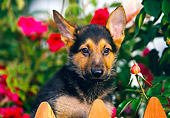 PUP 15 RK0032 04
Head Shot Of German Shepherd By Wooden Fence Pink Flowers In Background