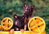 PUP 15 RK0049 06
German Shepherd Puppies Sitting And Laying By Wooden Wheels