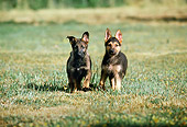 PUP 15 RK0056 03
Two German Shepherd Puppies Standing Alert On Grass