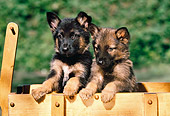 PUP 15 RK0061 06
Head On Shoulder Shot Of Two German Shepherd Puppies Sitting In Wooden Wagon Facing Camera