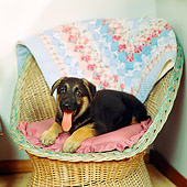 PUP 15 RS0004 02
German Shepherd Puppy Laying On Wicker Chair With Blanket