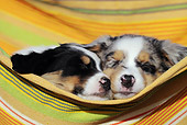 PUP 15 SS0002 01
Two Australian Shepherd Puppies Sleeping In Hammock