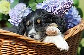 PUP 15 SS0003 01
Close-Up Of Australian Shepherd Puppy Sleeping In Basket Of Flowers