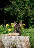 PUP 15 CE0001 01
German Shepherd Puppy Leaning On Tree Stump By Yellow Flowers