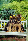 PUP 15 CE0003 01
Two German Shepherd Puppies Sitting On Wooden Bench By Flowers