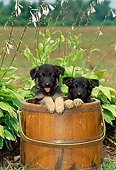 PUP 15 CE0005 01
Two German Shepherd Puppies Sitting In Wooden Bucket