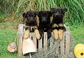 PUP 15 CE0006 01
Three German Shepherd Puppies Sitting In Wooden Crate