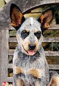 PUP 15 CE0007 01
Shoulder Shot Of Australian Cattle Dog Puppy Sitting On Wooden Bench