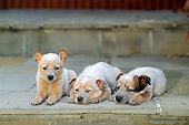 PUP 15 CE0010 01
Three Australian Cattle Dog Puppies Laying On Stone Step
