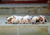 PUP 15 CE0011 01
Five Australian Cattle Dog Puppies Laying On Stone Step