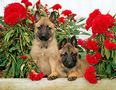 PUP 15 CE0013 01
Two Belgian Malinois Puppies Sitting By Red Flowers