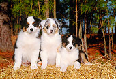 PUP 15 CE0014 01
Three Australian Shepherd Puppies Sitting On Hay Bale By Trees