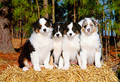 PUP 15 CE0015 01
Four Australian Shepherd Puppies Sitting On Hay Bale By Trees