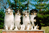 PUP 15 CE0016 01
Four Australian Shepherd Puppies Sitting On Wooden Bench By Trees