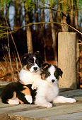 PUP 15 CE0019 01
Two Australian Shepherd Puppies Laying On Dock By Trees