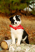 PUP 15 CE0022 01
Australian Shepherd Puppy Wearing Bandana Standing On Log By Trees