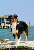 PUP 15 CE0025 01
Australian Shepherd Puppy Standing On Dock By Water
