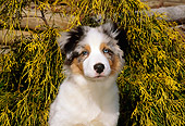 PUP 15 CE0027 01
Head On Shoulder Shot Of Australian Shepherd Puppy Sitting By Shrubs