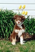 PUP 15 CE0029 01
Australian Shepherd Puppy Sitting On Grass By Yellow Flowers