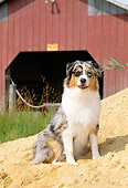 PUP 15 CE0030 01
Australian Shepherd Puppy Sitting On Sand By Boathouse