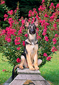PUP 15 CE0032 01
German Shepherd Puppy Sitting On Stepladder By Flowering Shrub