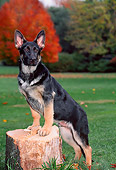 PUP 15 CE0038 01
German Shepherd Puppy Stepping On Tree Stump On Grass By Trees