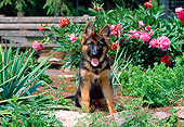 PUP 15 CE0039 01
German Shepherd Puppy Sitting By Pink Flowers
