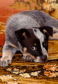 PUP 15 DC0026 01
Portrait Of Australian Cattle Dog Puppy On Rug