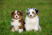 PUP 15 KH0003 01
Two Australian Shepherd Puppies Sitting In Field