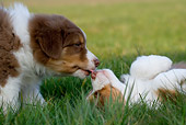 PUP 15 KH0004 01
Two Australian Shepherd Puppies Kissing In Field Standing And Laying On Back