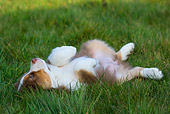 PUP 15 KH0005 01
Australian Shepherd Puppy Laying On Back In Grass