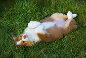 PUP 15 KH0006 01
Australian Shepherd Puppy Sleeping On Back In Grass