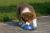 PUP 15 KH0007 01
Australian Shepherd Puppy Driking From Blue Bowl On Pavement By Grass