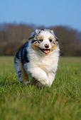 PUP 15 KH0008 01
Australian Shepherd Puppy Running Through Grass