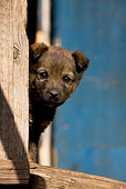 PUP 15 KH0009 01
Mongolian Shepherd Puppy Peeking Around Wooden Door