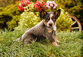 PUP 15 RC0001 01
Portrait of Australian Cattle Dog Puppy Sitting On Grass By Flowers Shrub