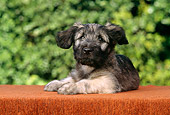 PUP 15 RC0006 01
Portrait Of Irish Wolfhound Puppy Laying On Table Foliage Background