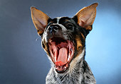 PUP 15 RC0007 01
Portrait Head Shot of Australian Cattle Dog Puppy Yawning Studio