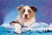 PUP 15 RC0008 01
Blue Merle Australian Shepherd Puppy Laying On Blue Pillow