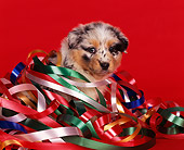 PUP 15 RK0017 09
Australian Shepherd Puppy Head Shot Wrapped In Christmas Ribbon Facing Camera Red Background