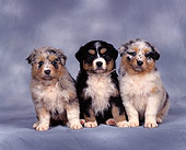 PUP 15 RK0021 08
Australian Shepherd Puppies And Bernese Mountain Dog Puppy Sitting In A Row Gray Mottled Background