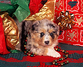 PUP 15 RK0023 06
Australian Shepherd Puppy Laying By Christmas Present And Decorations