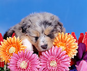 PUP 15 RK0024 01
Head Shot Of Australian Shepherd By Red Fence And Flowers Blue Sky Studio
