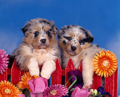 PUP 15 RK0024 09
Head Shot Of Australian Shepherd By Red Fence And Flowers Blue Sky Studio