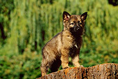 PUP 15 RK0045 07
German Shepherd Puppy Standing On Tree Stump