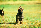 PUP 15 RK0054 02
German Shepherd Puppy Running On Grass Towards Camera