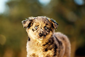 PUP 15 RK0072 06
Close-Up Of Australian Shepherd Puppy Facing Camera Green Background