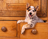 PUP 15 RK0076 05
Head Shot Of Australian Shepherd Sitting In Desk Drawer